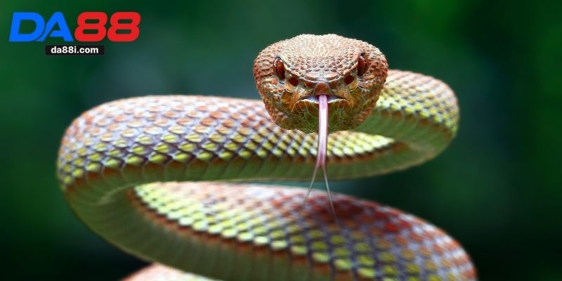 Nằm mơ thấy rắn